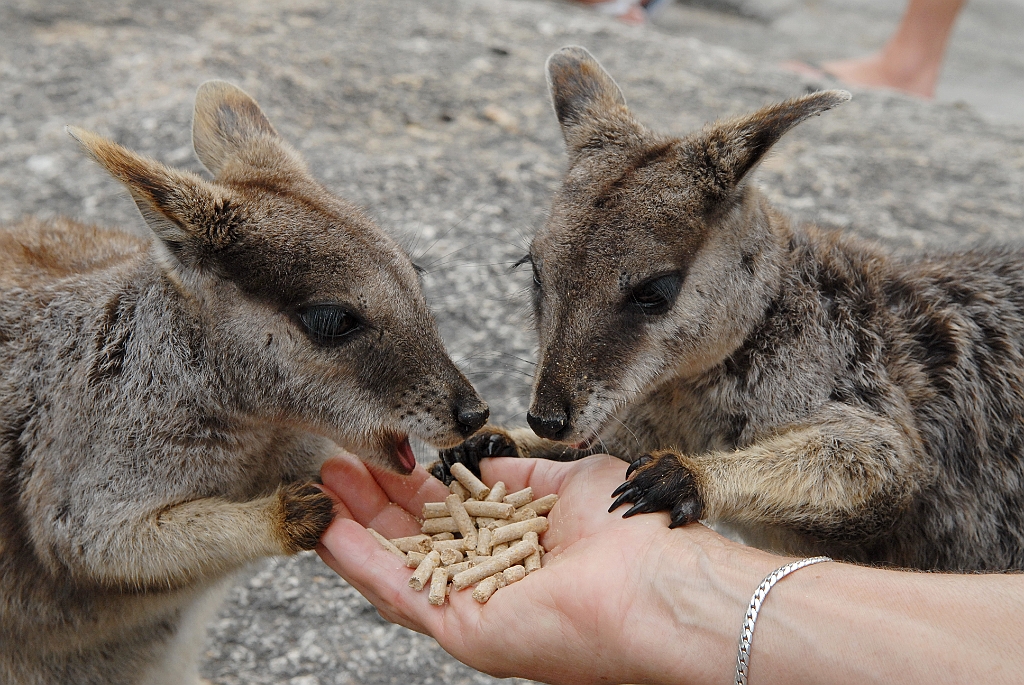 0262 Granite Gorge.jpg